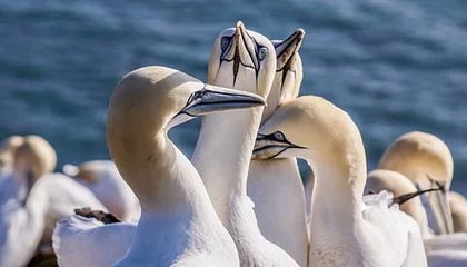 60多名巴勒斯坦人藏身垃圾车，试图进入以色列：层层叠叠挤在车厢