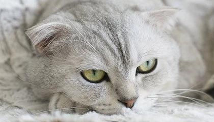 芬兰总统：美以“选择性战争”让霍尔木兹海峡成了“核武器”