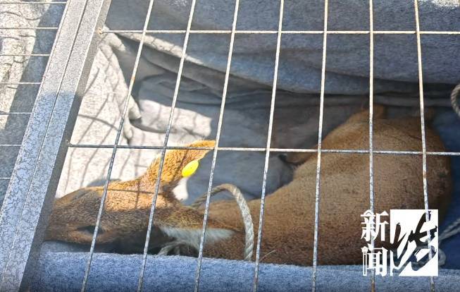 上海惊现"越狱者"!从浦东游20公里到崇明,身份查清让网友惊掉下巴