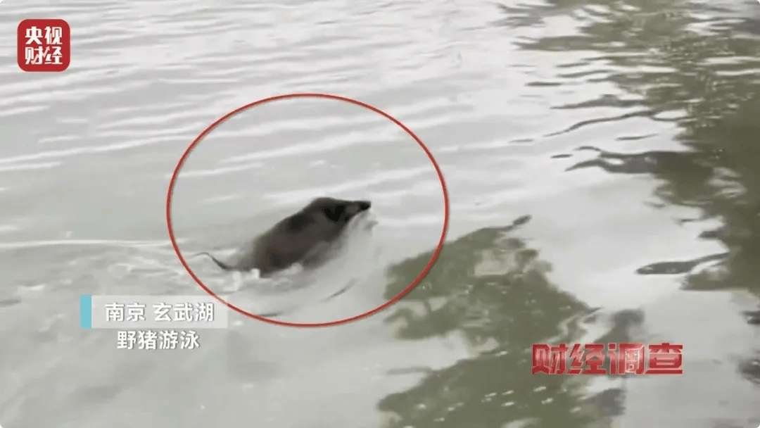 已确认,当场击毙!“攻击力极强!”