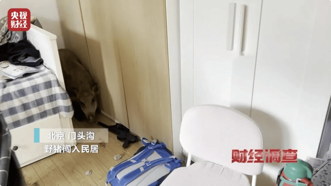 已确认,当场击毙!“攻击力极强!”