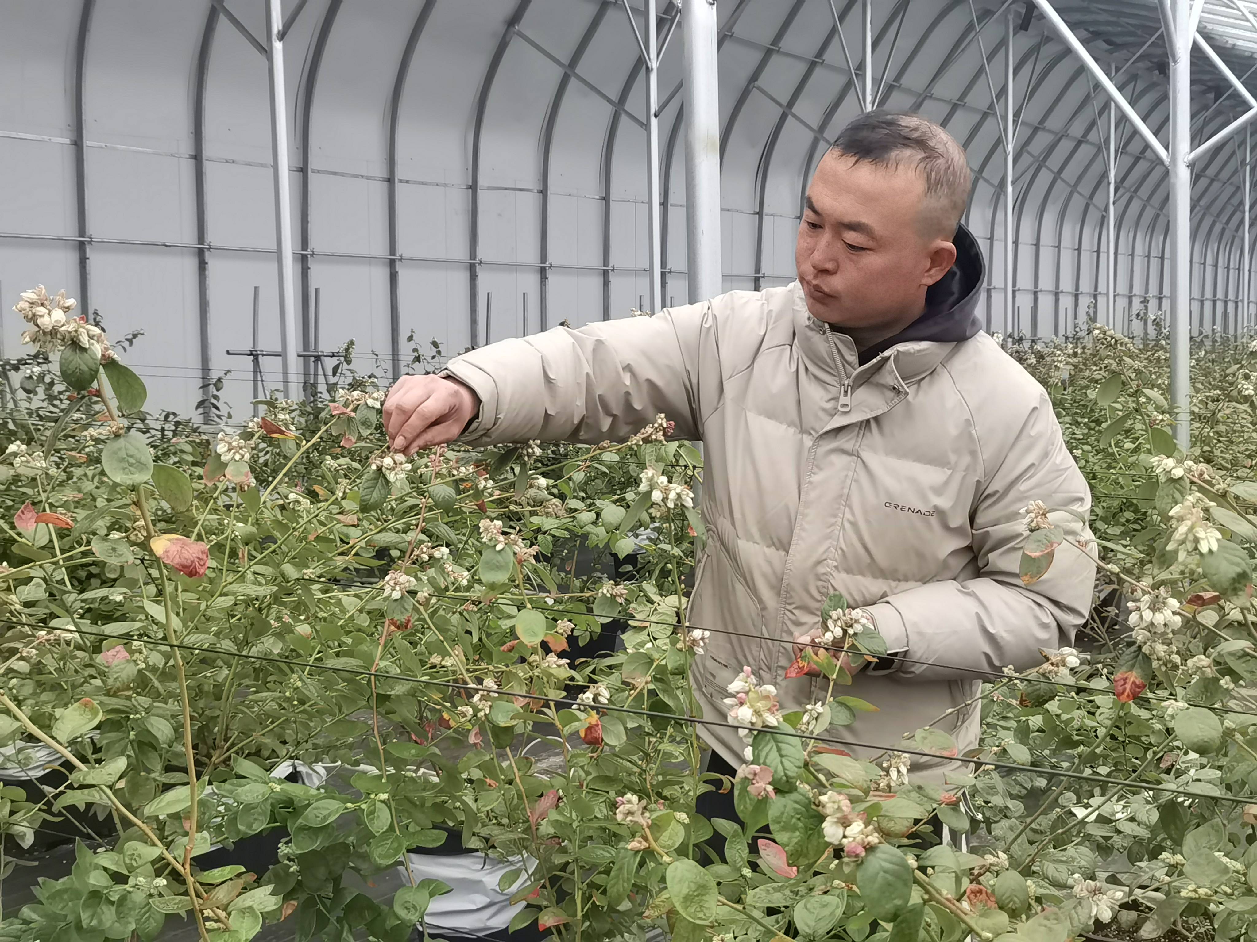 新春走基层|“村里的分红”：岗上花开！小岗村累计分红超2000万元