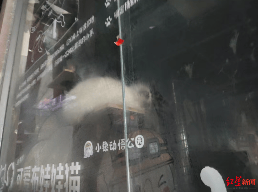 网友谴责河南新县一萌宠园过年期间无人看管，有宠物死亡 居委会：每天都有人投喂，现已清洁打扫