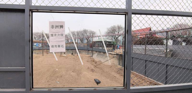 西安一动物园268元可撸狮子?记者探访发现已被西安野生动物保护站叫停