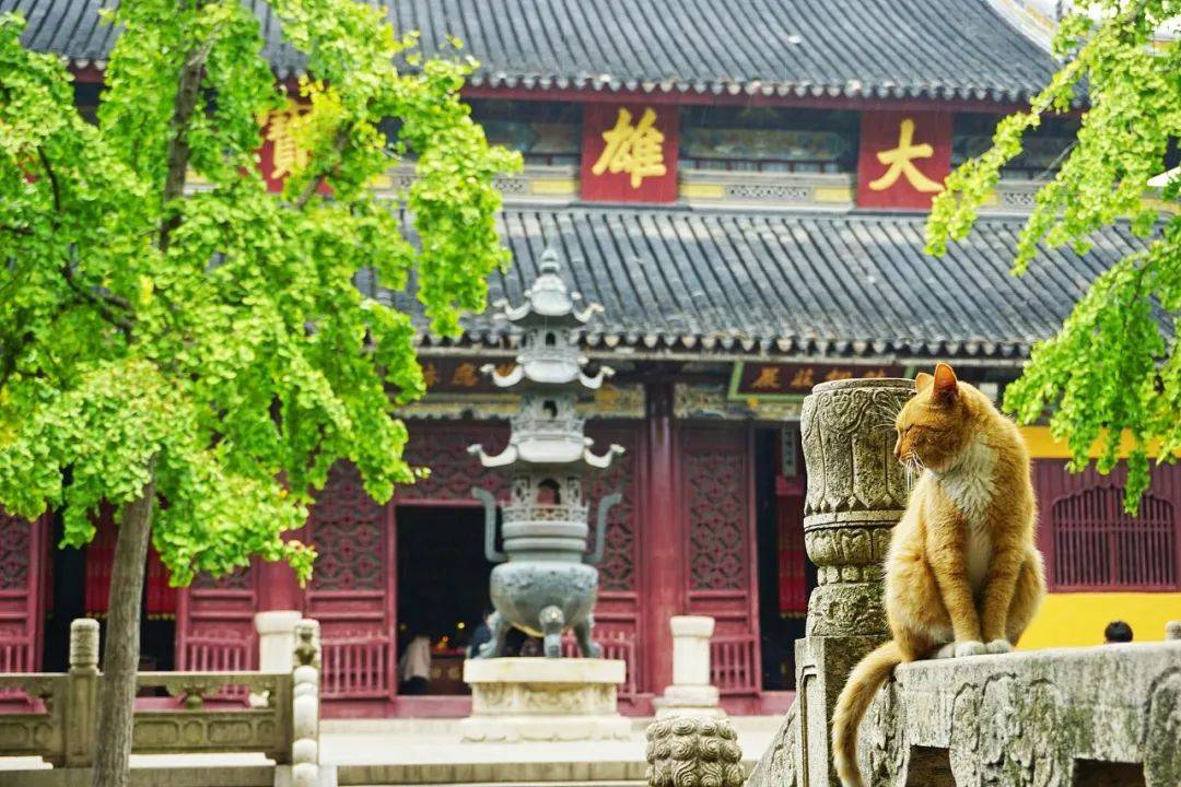 去寺庙吸猫的年轻人，把猫盘出了班味
