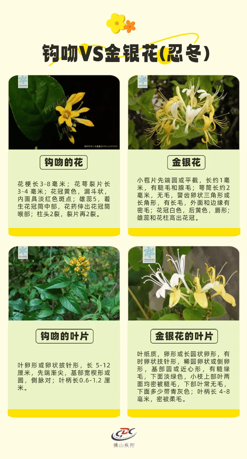 一锅汤放倒佛山一家6口 警惕：此物剧毒！