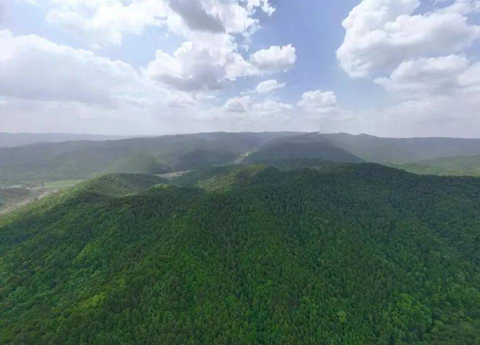 销声匿迹已有30年，华北豹正逐渐接近北京——