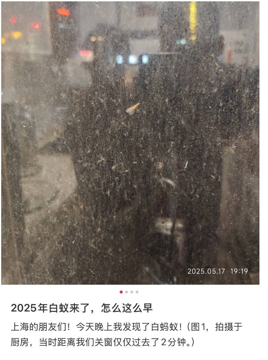 紧急提醒：瞬间爆发！上海市民崩溃：密密麻麻，蠕蠕爬行...“梧桐区”已开始战斗，白蚁或提前分飞