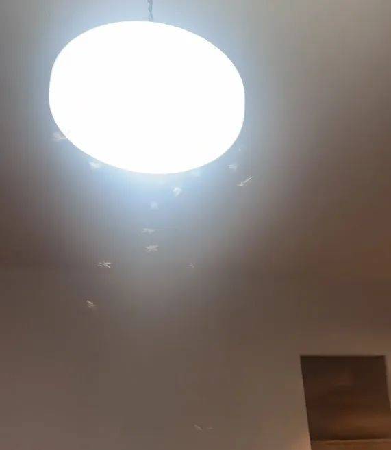 紧急提醒：瞬间爆发！上海市民崩溃：密密麻麻，蠕蠕爬行...“梧桐区”已开始战斗，白蚁或提前分飞