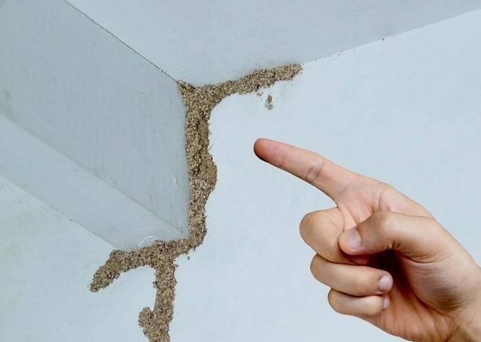 紧急提醒：瞬间爆发！上海市民崩溃：密密麻麻，蠕蠕爬行...“梧桐区”已开始战斗，白蚁或提前分飞