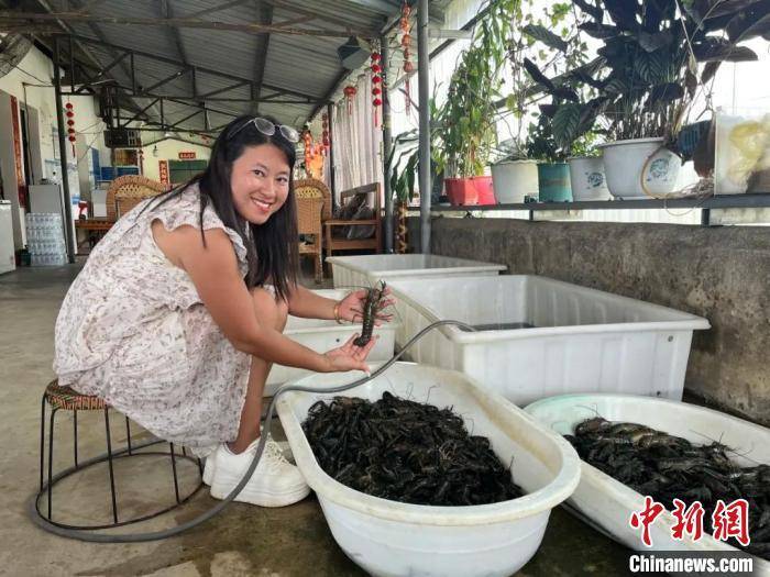 云南耿马稻田养出澳洲龙虾 消费市场迎新机遇