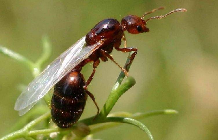 辅警跳河救起轻生女，上岸时被红火蚁咬伤：系最危险入侵物种之一，过敏者或致休克