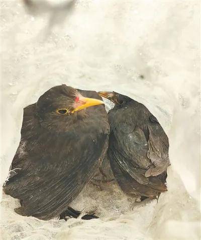 陕西省发声：重拳出击、高压震慑