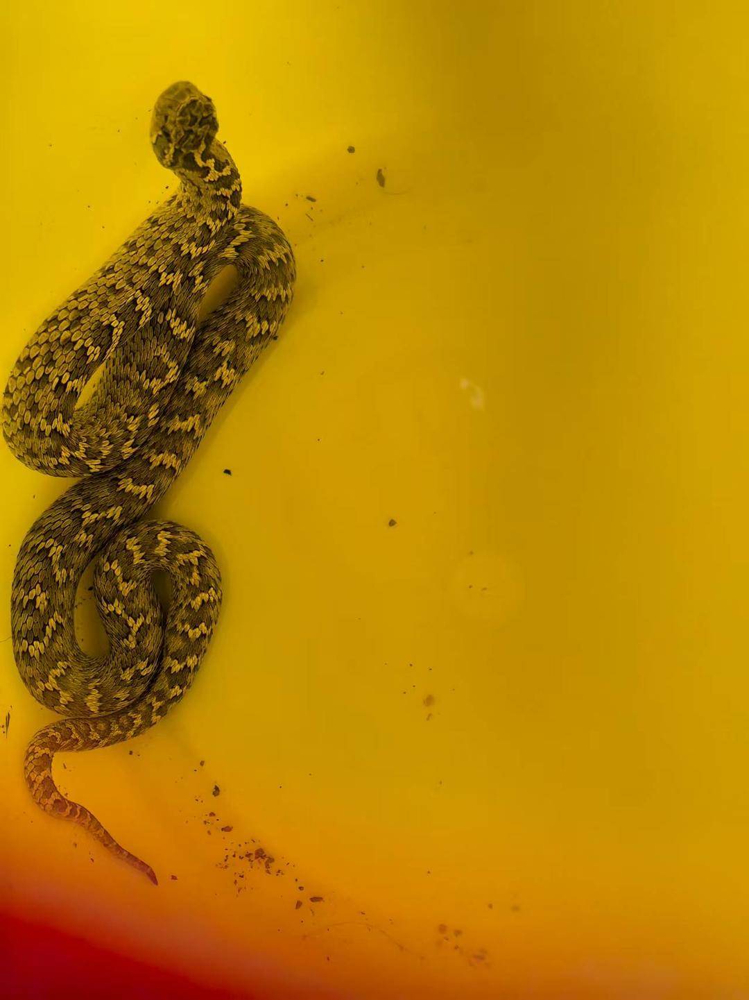 青海一男子被罕见剧毒阿拉善蝮蛇咬伤，因无血清一度想放弃治疗 警车开道转运700公里救命