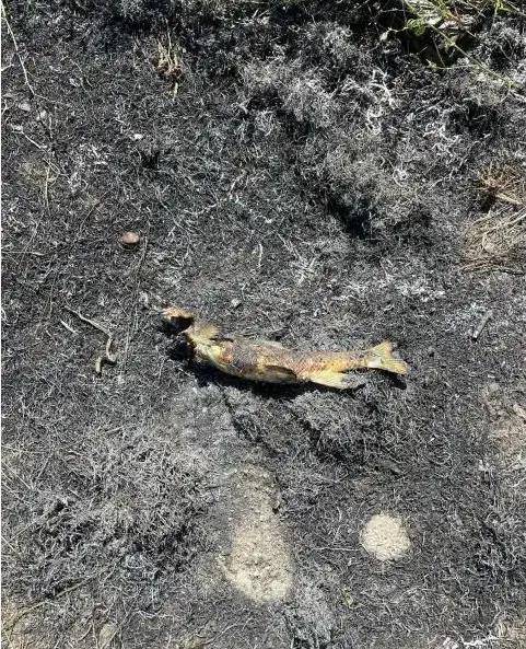 加拿大西部林火的罪魁祸首，竟是一条“空降”鱼！