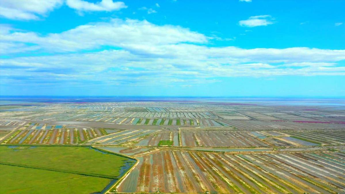 盘锦守护最北海岸线 退养还湿绘就生态治理新画卷