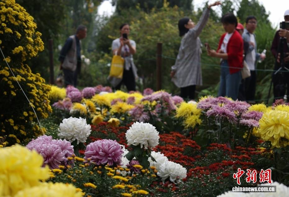 北京：游客漫步“菊海花田” 感受秋日盛景