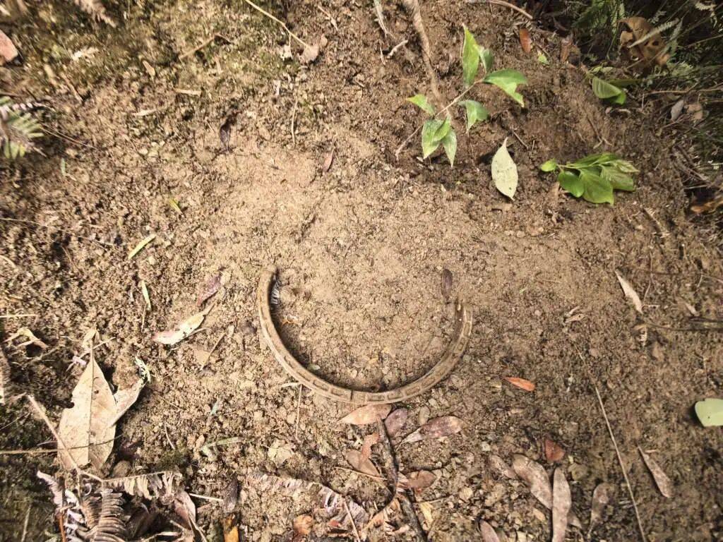 台州女子私自放置捕兽夹，夹住一只“三有”动物黄麂，并致其死亡！警方：已被刑拘