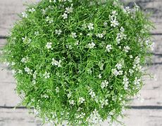 shib币怎么念(shib这个币怎么样)